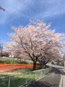 桜1